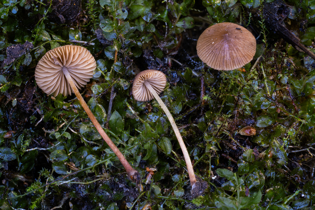 Conocybe sp. 'michiganensis-PNW05'