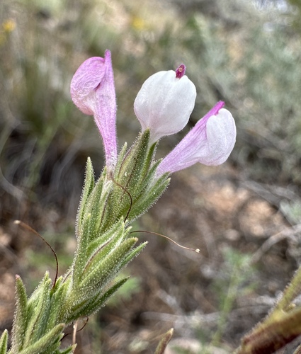 purple owlclover (Orthocarpus purpureoalbus)