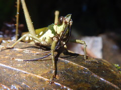 Aeolacris octomaculata