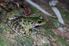 Hejiang Frog photo 1