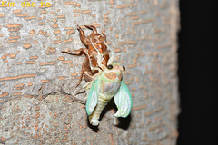 Graptopsaltria nigrofuscata