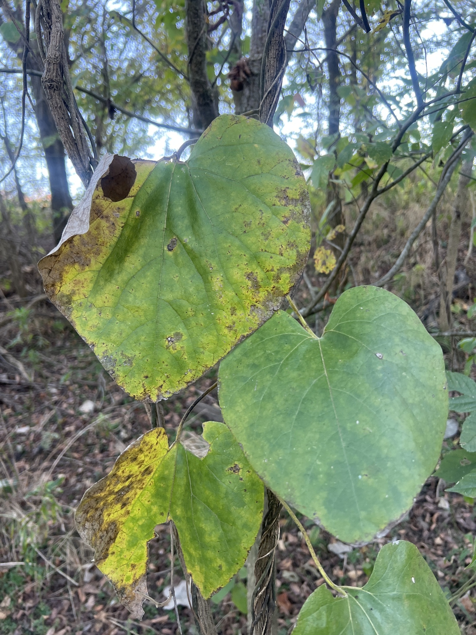 Isotrema tomentosum