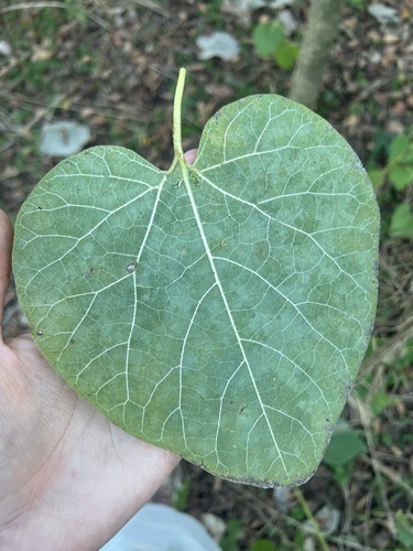 Isotrema tomentosum