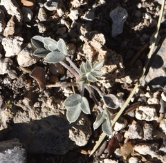 Astragalus newberryi