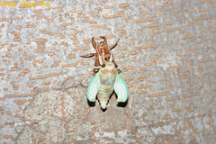 Graptopsaltria nigrofuscata