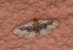 Idaea gemmata