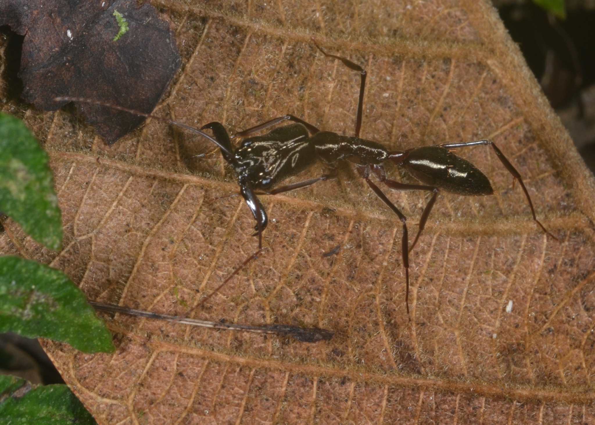 Odontomachus dubius
