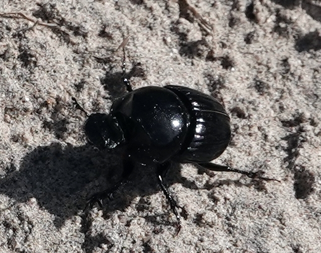 Onthophagus coproides