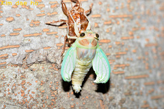 Graptopsaltria nigrofuscata