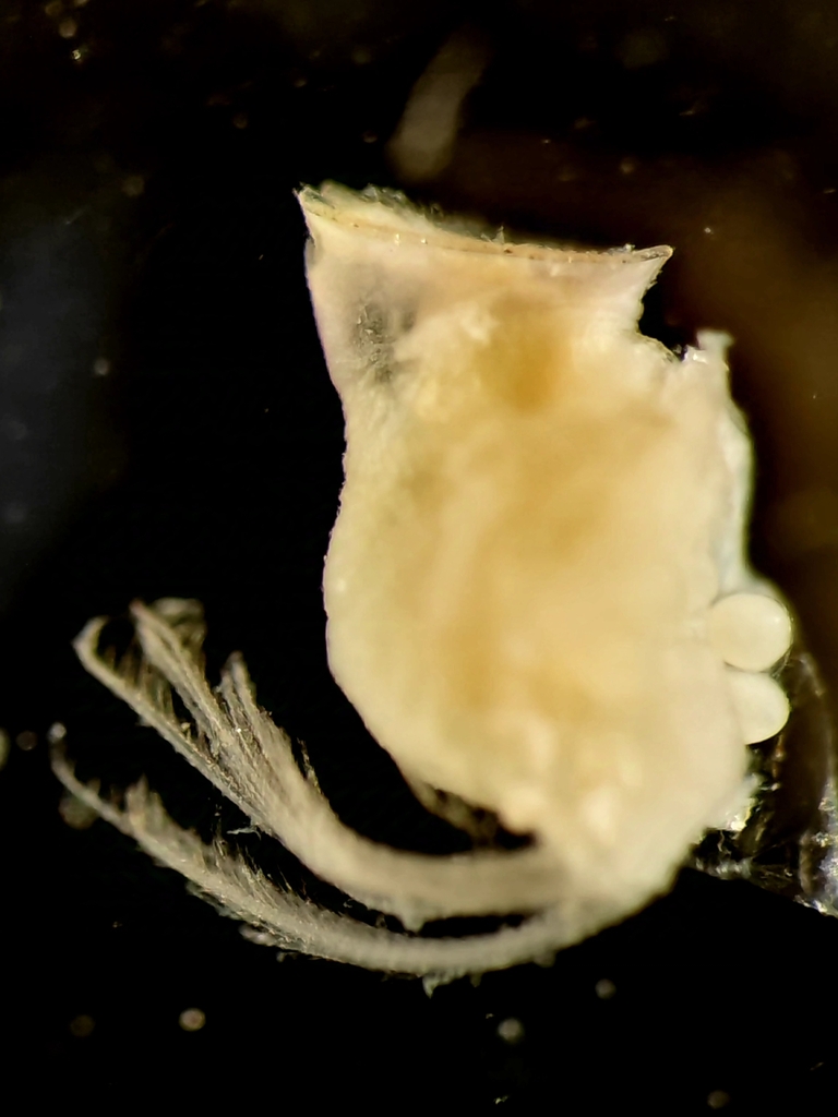 Lithoglyptidae