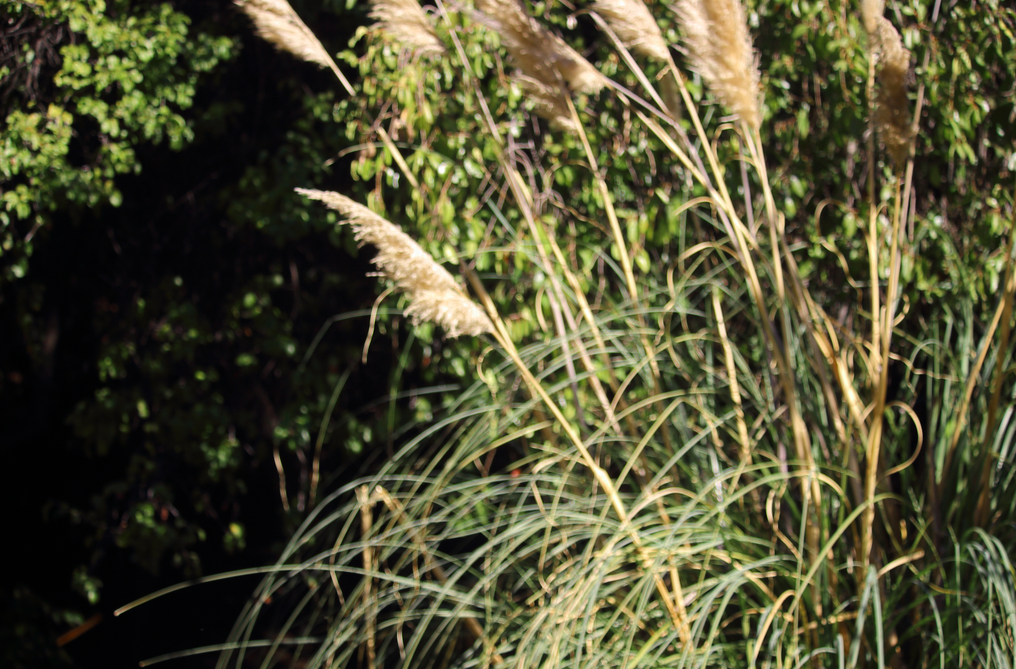 Cortaderia rudiuscula