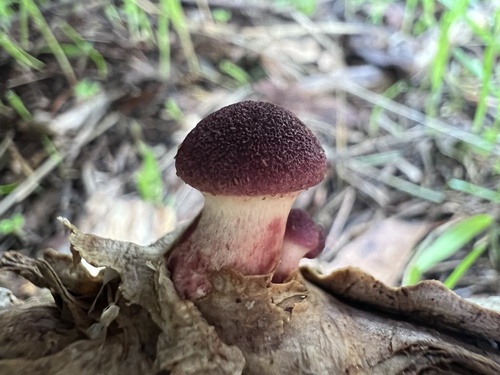 Gymnopilus purpuratus (Cooke & Massee) Singer
