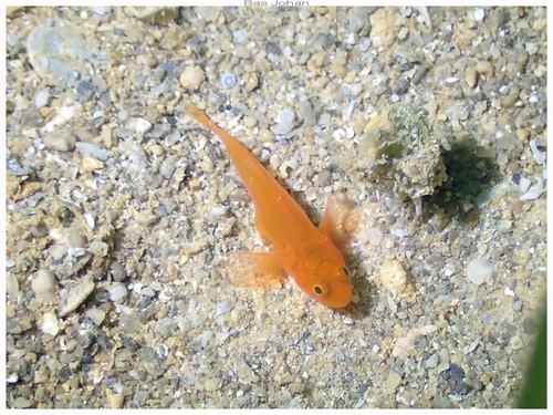 Lubricogobius ornatus observed 2024-10-20