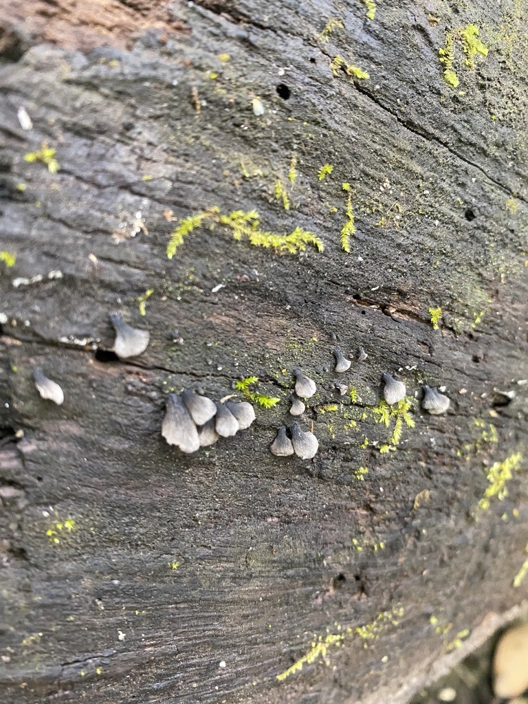 Resupinatus applicatus · September 2024 · photo: © carancho (iNaturalist, cc-by)