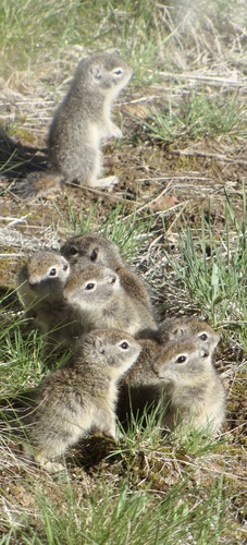 Belding's Ground Squirrel photographed in Oregon