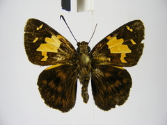 Scopulifera