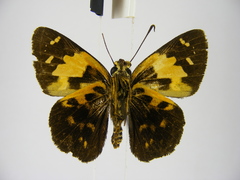 Scopulifera