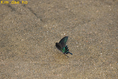 Papilio maackii