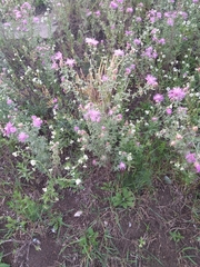 Centaurea pseudomaculosa