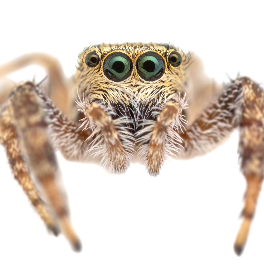 Pelegrina furcata