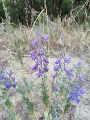 Delphinium peregrinum