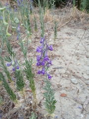 Delphinium peregrinum
