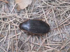 Dytiscus dimidiatus