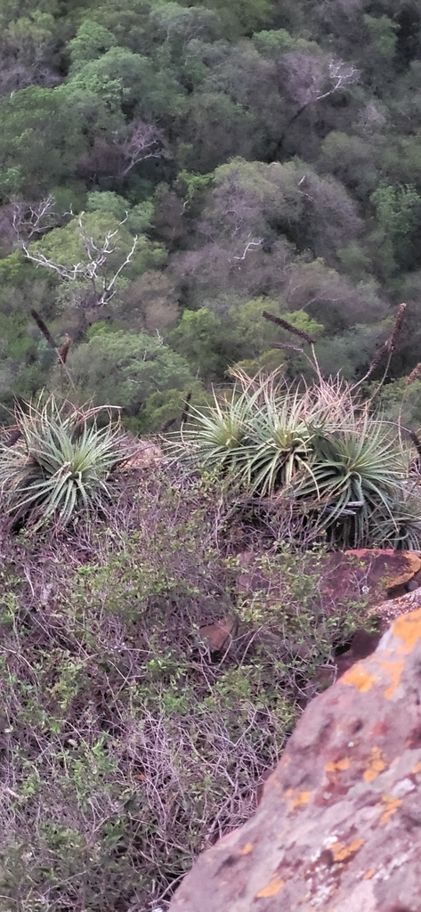 Dyckia ferruginea