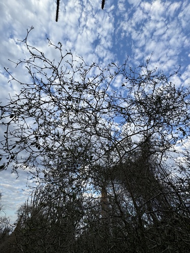 Terminalia divaricata (Terminalia divaricata)