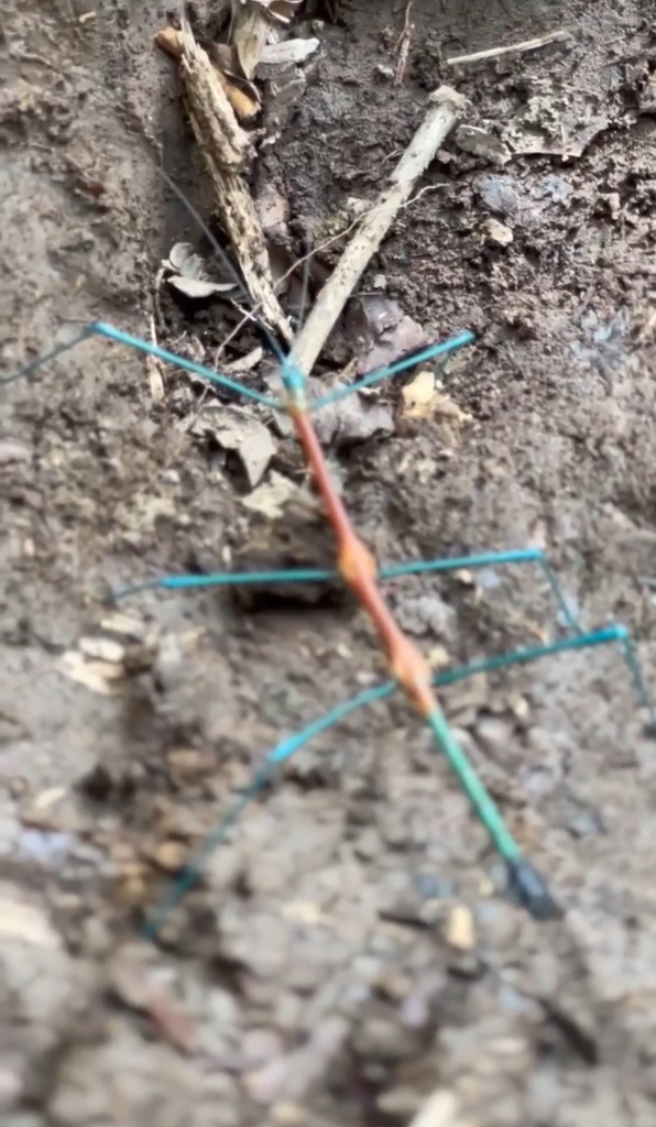 Stick Insect Tagalog Stick Insects from Mindanao, Davao City, Davao Del Sur, PH on October ...