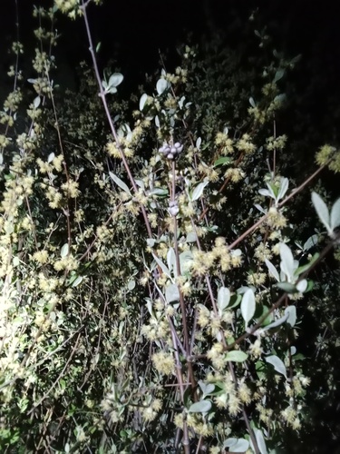 Deciduous tree daisy (Olearia hectorii)