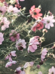 Cosmos bipinnatus