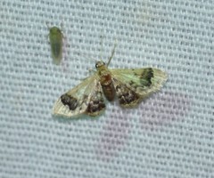 Idaea asceta