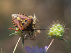 Carpocoris mediterraneus mediterraneus