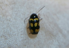 Cryptocephalus anticus