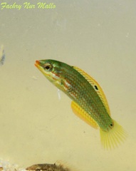 Schwatz's Wrasse photo 5