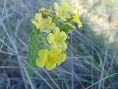 Lithospermum strictum