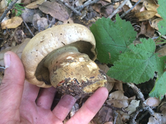 Caloboletus marshii