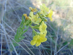 Lithospermum strictum