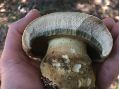 Caloboletus marshii