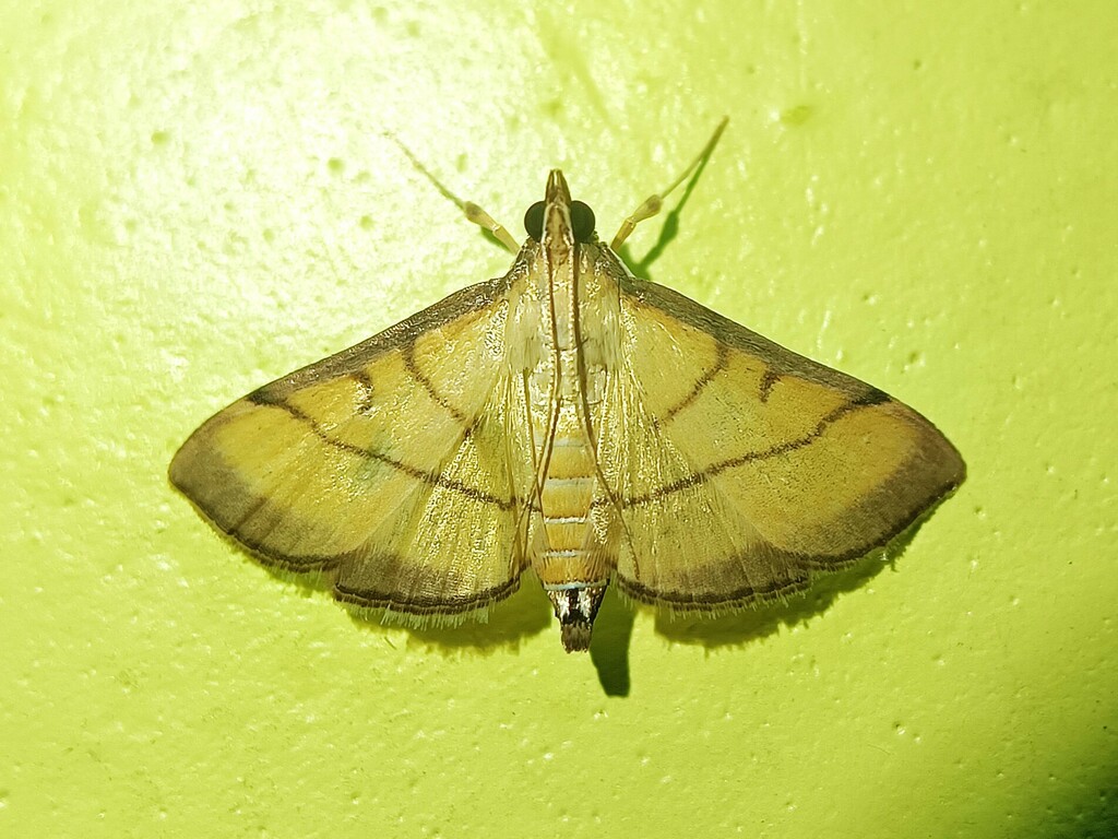 rice-leaf-roller-from-khagra-berhampore-west-bengal-india-on-october