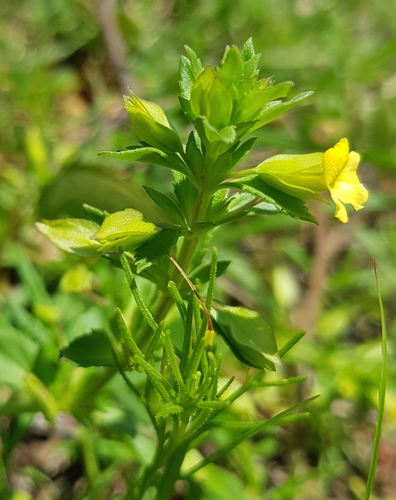 Yellow-flowered mecardonia (Mecardonia vandellioides)