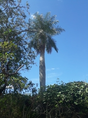 Acrocomia intumescens