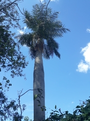 Acrocomia intumescens