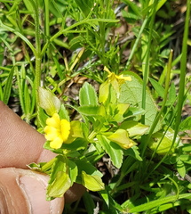 Mecardonia vandellioides
