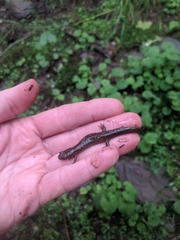 Desmognathus santeetlah