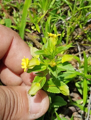 Mecardonia vandellioides