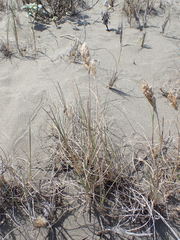 Poa macrantha