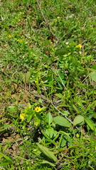 Mecardonia vandellioides