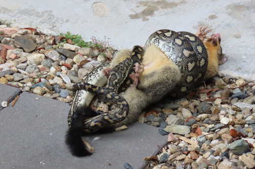 Coastal Carpet Python sighting